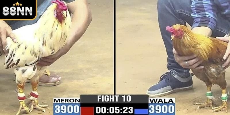 Mẹo chơi đá gà Thomo 88NN hiệu quả Mẹo chơi đá gà Thomo 88NN hiệu quả